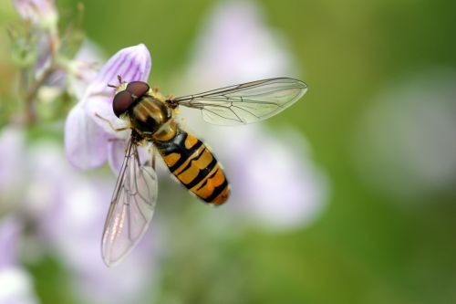 hoverfly flower fly wings
