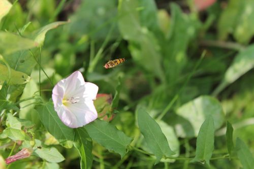 hoverfly insect flower