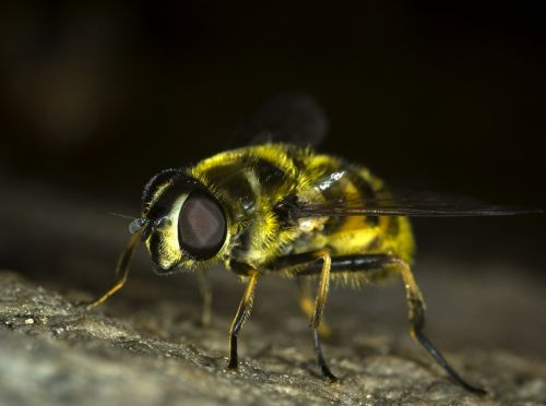 hoverfly fly insect