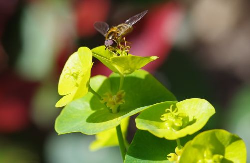hoverfly flower garden