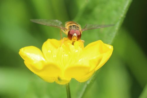hoverfly buttercup macro