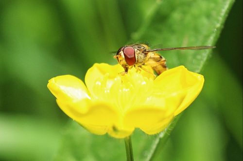 hoverfly buttercup macro