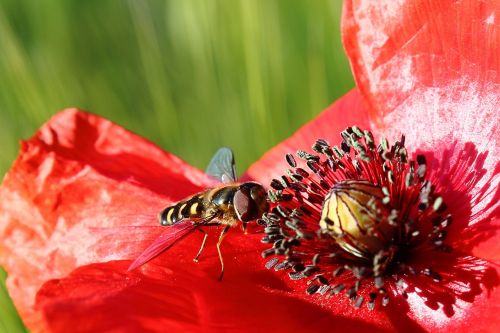 hoverfly insect poppy