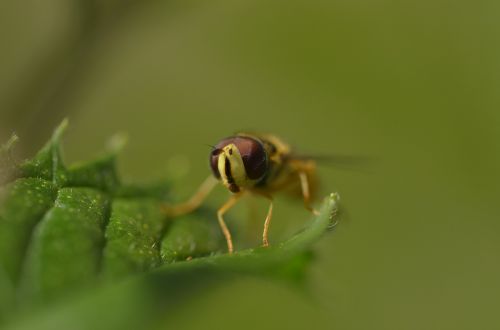 hoverfly insect leaf