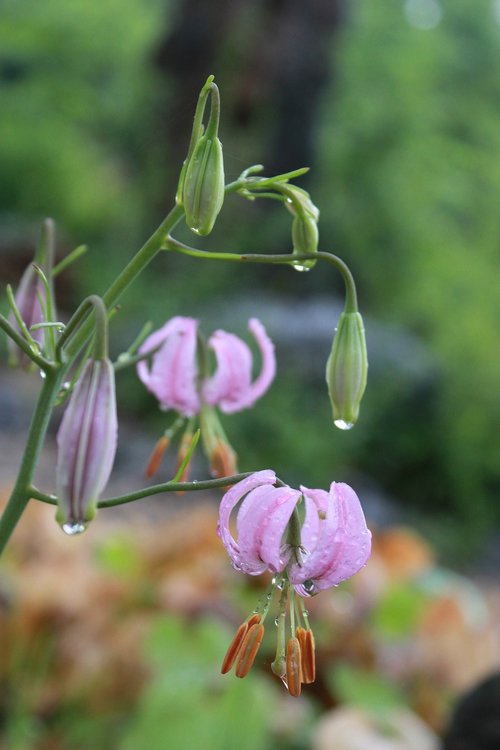 how do  wildflower  flowers