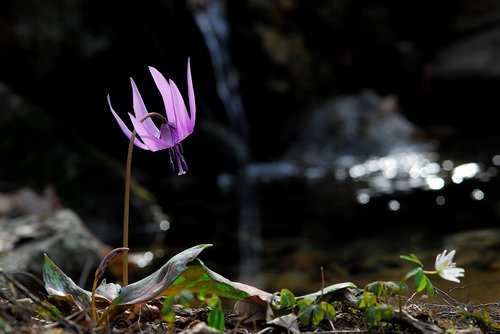 how do  wildflower  spring