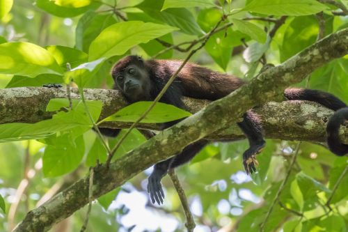 howler monkey monkey rainforest