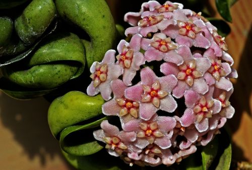 hoya flower macro