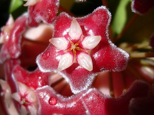 hoya flower red