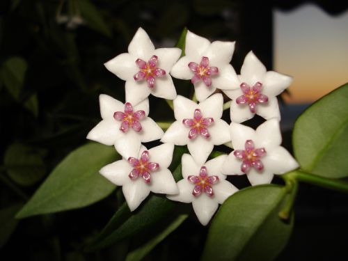 hoya bella porcelain flower flower