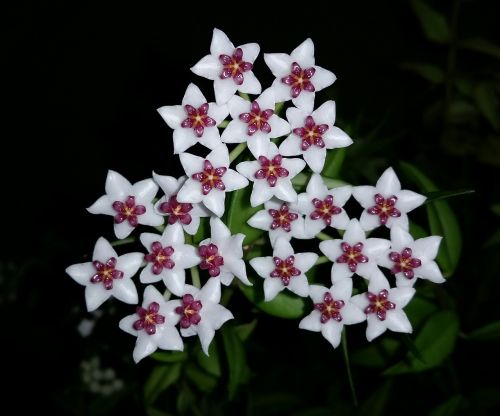 hoya bella flower plant