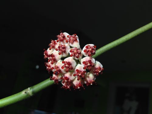 hoya kerrii blossom bloom