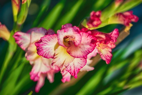 hrd nature flowers  gladiolus  red white