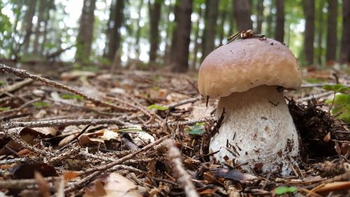 hribik big mushroom forest