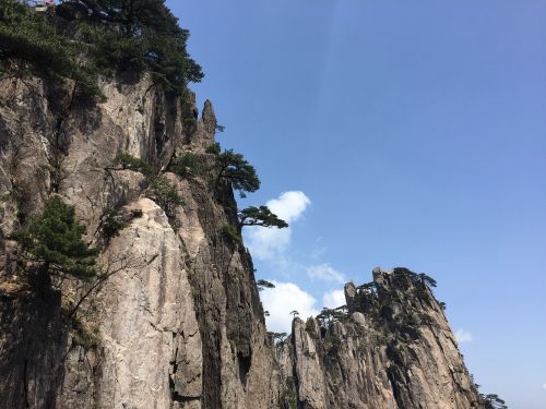 huangshan pine white cloud