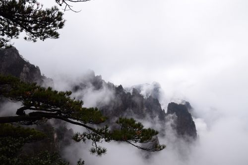 huangshan pine tree chinese painting