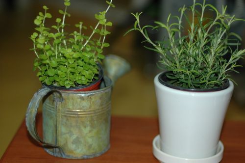 hub potted plant plants