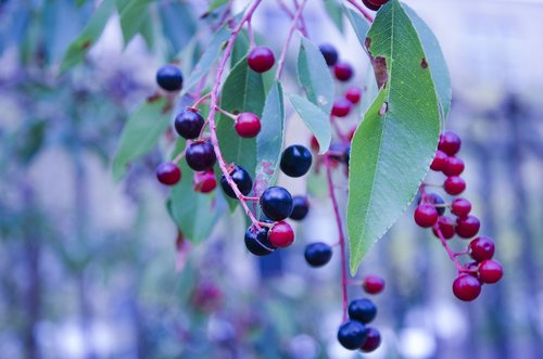 huckleberry  berry  blueberry