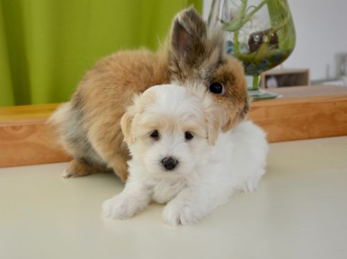hug rabbit dog