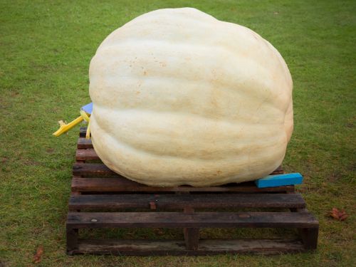 Huge Pumpkin On A Pallet