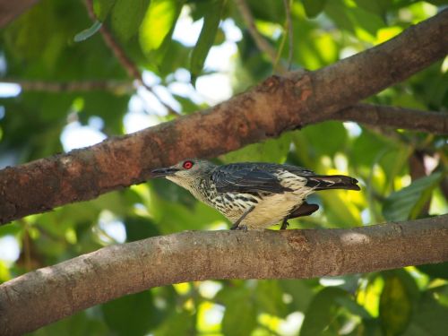 hui starling female bird