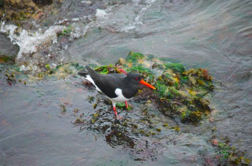 Oystercatcher