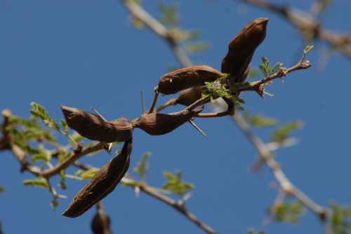 huizache thorns nature