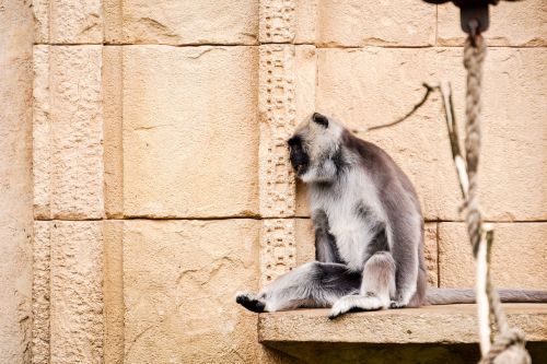 hulman-langur monkey grey