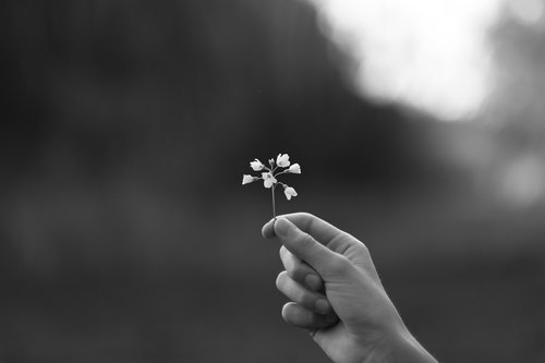 human  flower  black and white photography