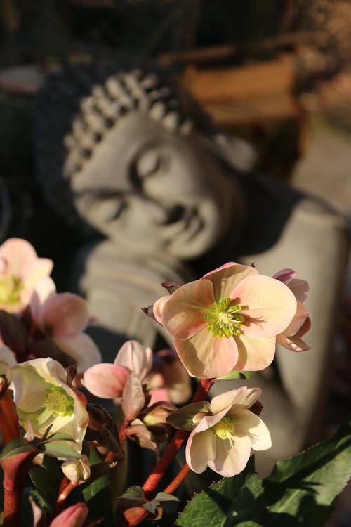 human  flowers  meditation