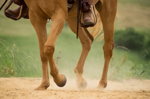 human  horse  trot