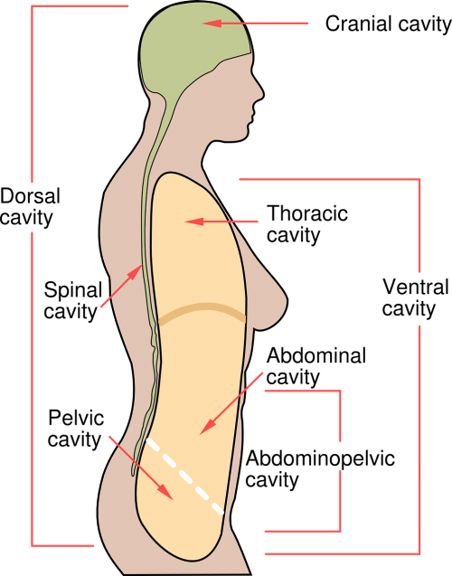 human body diagram