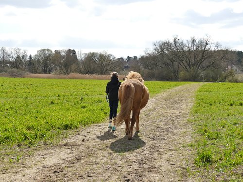 human  child  horse