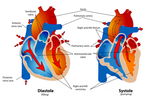 human heart pumping