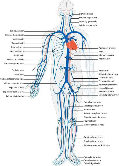 human body circulatory