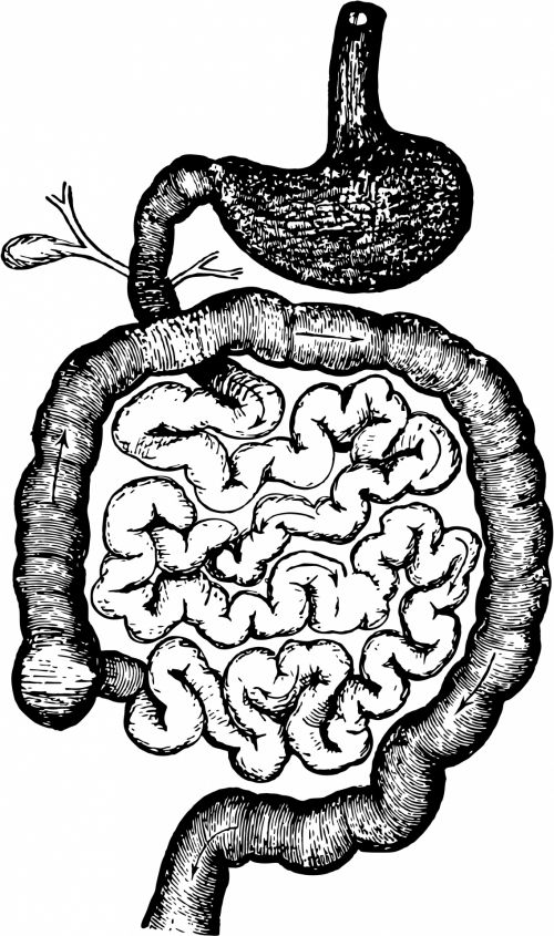 Human Intestines