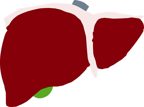 human liver  liver  red liver