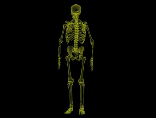 human skeleton anatomy bones