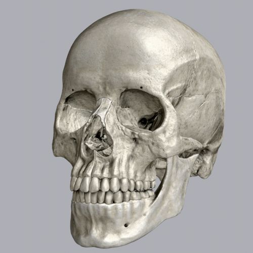 Human Skull 3