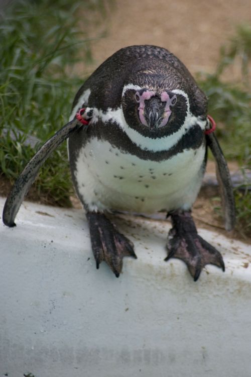 humboldt humboldt penguin penguin