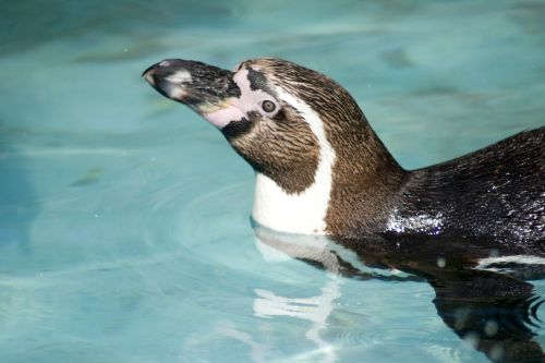humboldt penguin penguin humboldt