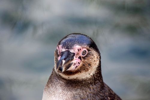 humboldt penguin head penguin