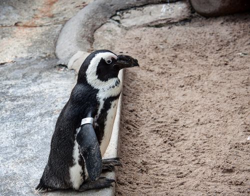 humboldt penguin bird animal