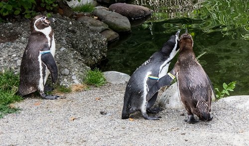 humboldt penguin  penguins  animal