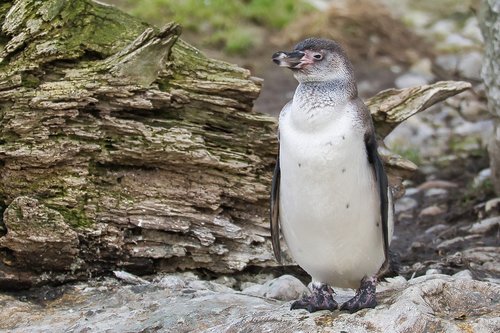 humboldt penguin  animal  zoo