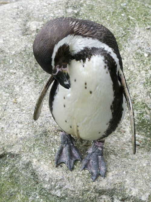 humboldt penguin penguin animal