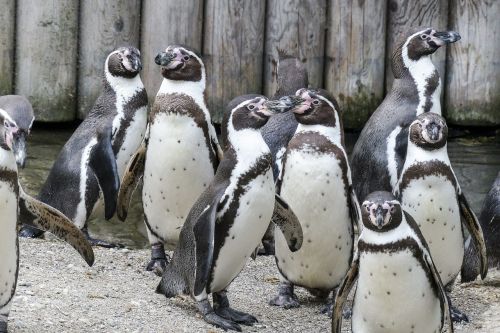 humboldt penguins penguins animals