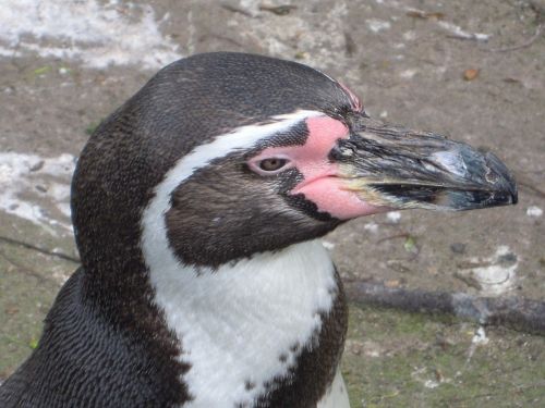humbolt penguin penguin zoo