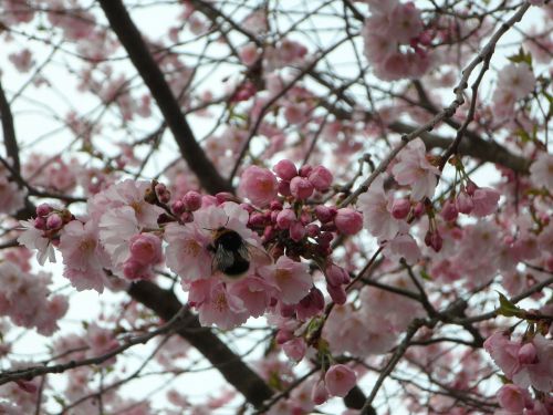 hummel sprinkle ornamental cherry