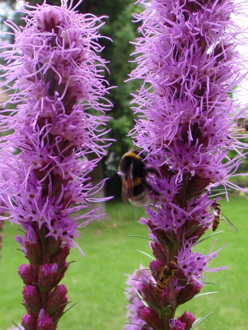 hummel flower purple